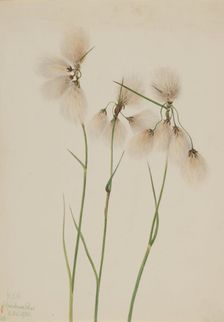 Tassel Cottongrass (Eriophorum angustifolium), 1920. Creator: Mary Vaux Walcott