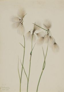Tassel Cottongrass (Eriophorum angustifolium), 1920. Creator: Mary Vaux Walcott