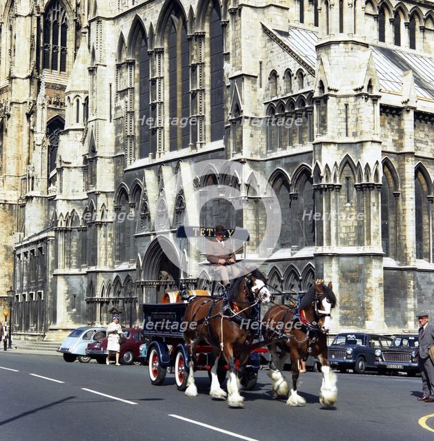 Tetley shire horses outside York Minster, North Yorkshire, 1969. Creator: Michael Walters.