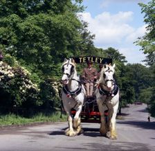 Tetley shire horses, Roundhay Park, Leeds, West Yorkshire, 1968. Creator: Michael Walters