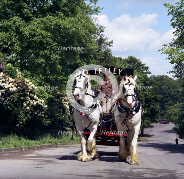 Tetley shire horses, Roundhay Park, Leeds, West Yorkshire, 1968.  Creator: Michael Walters.