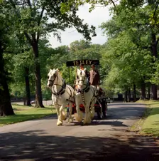 Tetley shire horses, Roundhay Park, Leeds, West Yorkshire, 1968. Creator: Michael Walters