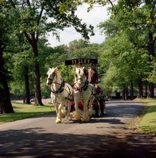 Tetley shire horses, Roundhay Park, Leeds, West Yorkshire, 1968. Creator: Michael Walters