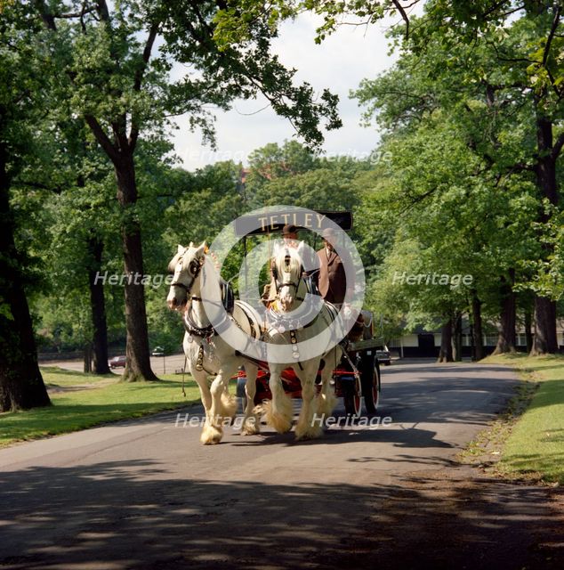 Tetley shire horses, Roundhay Park, Leeds, West Yorkshire, 1968.  Creator: Michael Walters.