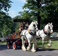 Tetley shire horses, Roundhay Park, Leeds, West Yorkshire, 1968. Creator: Michael Walters