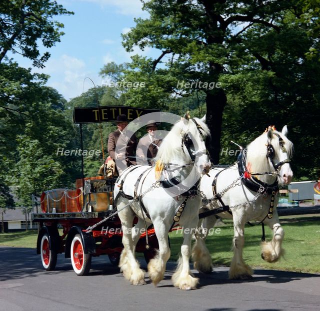 Tetley shire horses, Roundhay Park, Leeds, West Yorkshire, 1968.  Creator: Michael Walters.