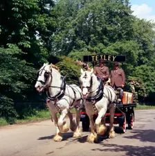 Tetley shire horses, Roundhay Park, Leeds, West Yorkshire, 1968. Creator: Michael Walters
