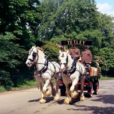 Tetley shire horses, Roundhay Park, Leeds, West Yorkshire, 1968. Creator: Michael Walters