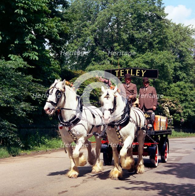 Tetley shire horses, Roundhay Park, Leeds, West Yorkshire, 1968.  Creator: Michael Walters.