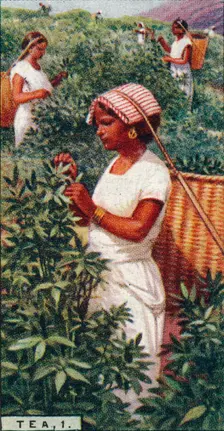 Tea, 1. - Plucking the Leaves, Ceylon 1928