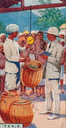 Tea, 2. - Weighing the Pickings, Ceylon 1928