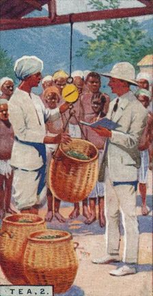 Tea, 2. - Weighing the Pickings, Ceylon 1928