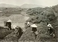 Tea on the Hills and Rice on the Plains 1910. Creator: Herbert Ponting