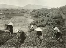 Tea on the Hills and Rice on the Plains 1910. Creator: Herbert Ponting