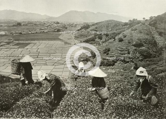 'Tea on the Hills and Rice on the Plains', 1910. Creator: Herbert Ponting.