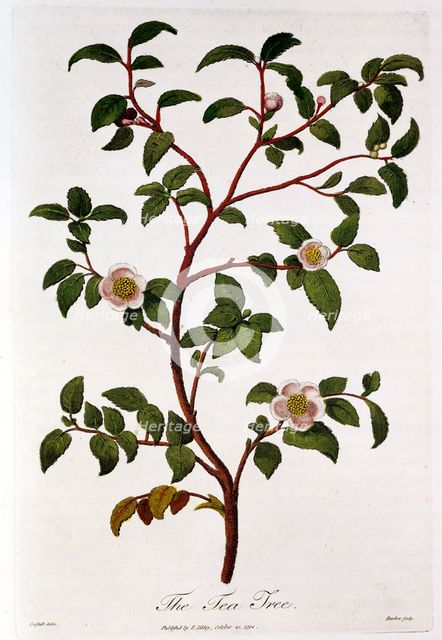 Tea: branch of Camellia sinensis, 1798. Artist: Unknown