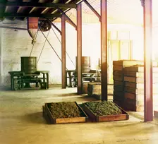 Tea factory in Chakva; tubs and baskets with fragrant tea, between 1905 and 1915. Creator: Sergey Mikhaylovich Prokudin-Gorsky