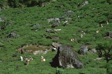 Tea-pickers in Sri Lanka. Artist: CM Dixon