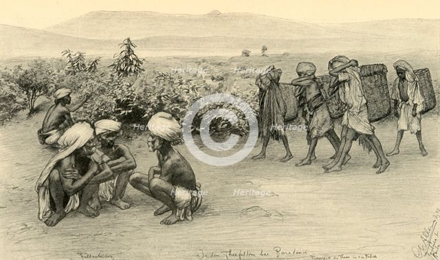 Tea pickers, Peradeniya, Ceylon, 1898. Creator: Christian Wilhelm Allers.