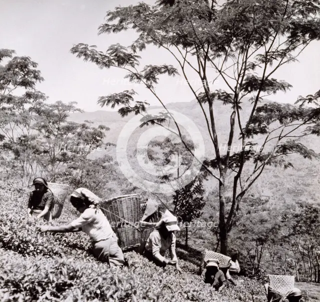 Tea pickers, Tista Valley Tea Gardens, Darjeeling District, 1950s-60s. Creator: Unknown.
