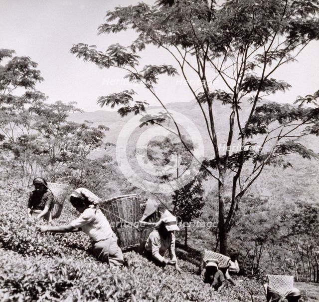 Tea pickers, Tista Valley Tea Gardens, Darjeeling District, 1950s-60s. Creator: Unknown.