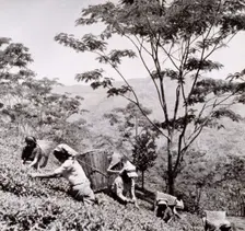 Tea pickers, Tista Valley Tea Gardens, Darjeeling District, 1950s-60s. Creator: Unknown