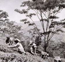 Tea pickers, Tista Valley Tea Gardens, Darjeeling District, 1950s-60s. Creator: Unknown