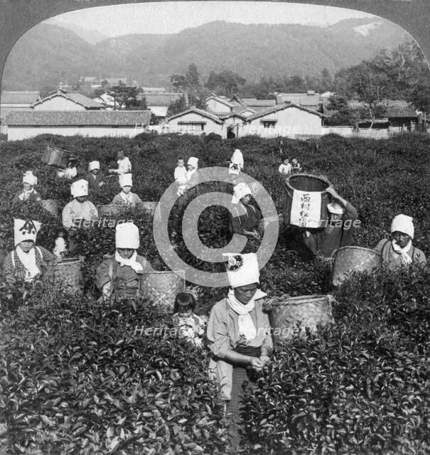 Tea-picking in Uji, Japan, 1904.Artist: Underwood & Underwood