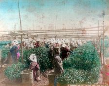 Tea picking, Japan