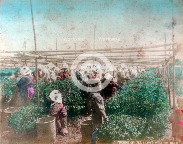 Tea picking, Japan. Artist: Unknown