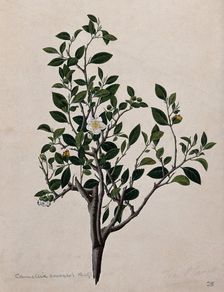Tea plant (Camellia sinensis): flowering stem. Creator: Unknown