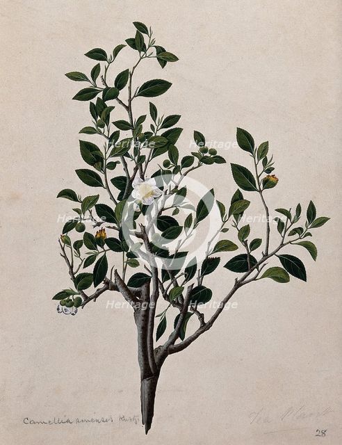 Tea plant (Camellia sinensis): flowering stem. Creator: Unknown.