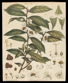 Tea plant (Camellia sinensis): flowering stem. Creator: Unknown