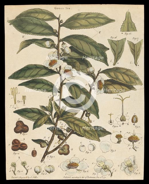 Tea plant (Camellia sinensis): flowering stem. Creator: Unknown.