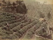 Tea Plantation, 1870s-1890s. Creator: Kusakabe Kimbei