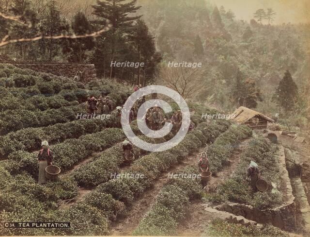 Tea Plantation, 1870s-1890s. Creator: Kusakabe Kimbei.