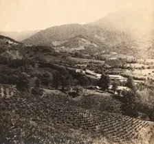 Tea plantations, Chakva, between 1905 and 1915. Creator: Sergey Mikhaylovich Prokudin-Gorsky