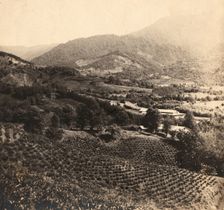 Tea plantations, Chakva, between 1905 and 1915. Creator: Sergey Mikhaylovich Prokudin-Gorsky