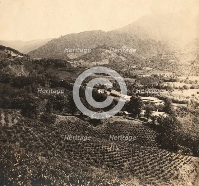 Tea plantations, Chakva, between 1905 and 1915. Creator: Sergey Mikhaylovich Prokudin-Gorsky.