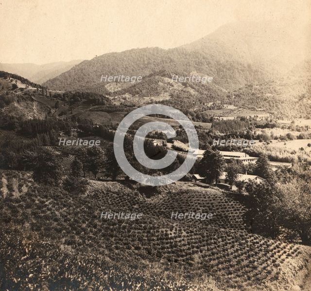 Tea plantations, Chakva, between 1905 and 1915. Creator: Sergey Mikhaylovich Prokudin-Gorsky.