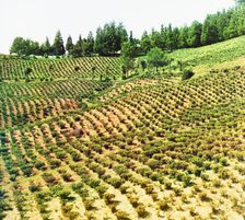 Tea plantations, Chakva, between 1905 and 1915. Creator: Sergey Mikhaylovich Prokudin-Gorsky