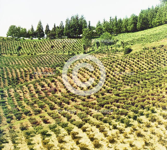 Tea plantations, Chakva, between 1905 and 1915. Creator: Sergey Mikhaylovich Prokudin-Gorsky.
