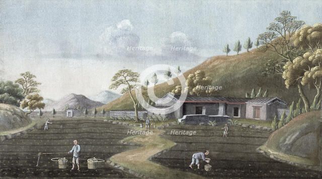 Tea planting, China, 19th century. Artist: Unknown