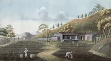 Tea planting, China, 19th century. Creator: Unknown