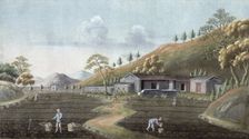 Tea planting, China, 19th century. Creator: Unknown