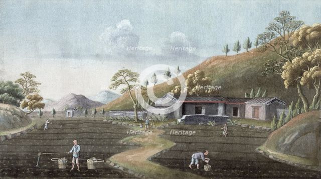 Tea planting, China, 19th century. Creator: Unknown.