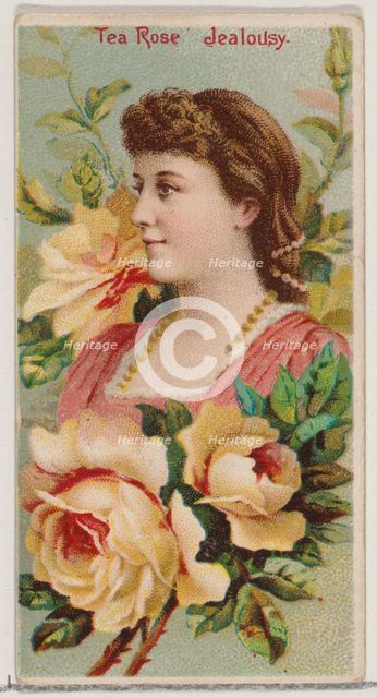 Tea Rose: Jealousy, from the series Floral Beauties and Language of Flowers (N75) for Duke..., 1892. Creator: Donaldson Brothers.