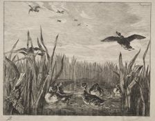 Teal, 1853. Creator: Félix Bracquemond (French, 1833-1914)