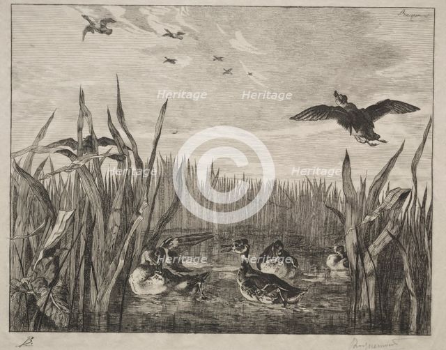 Teal, 1853. Creator: Félix Bracquemond (French, 1833-1914).