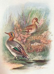 Teal - Net'tion crec'ca c1910, (1910). Artist: George James Rankin